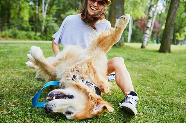 A happy woman smiling and playing with her Golden Retriever rolling on the grass at a park