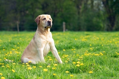 labrador is the 9th trending dog breed in Australia
