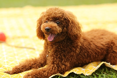 poodle is the 4th trending dog breed in Australia