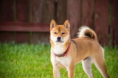 shiba inu is the 2th trending Dog Breed in Australia