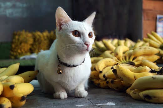 A white cat sitting next to bunches of bananas