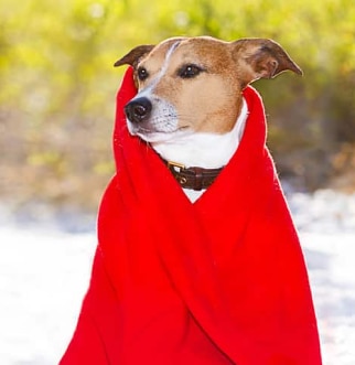 dog