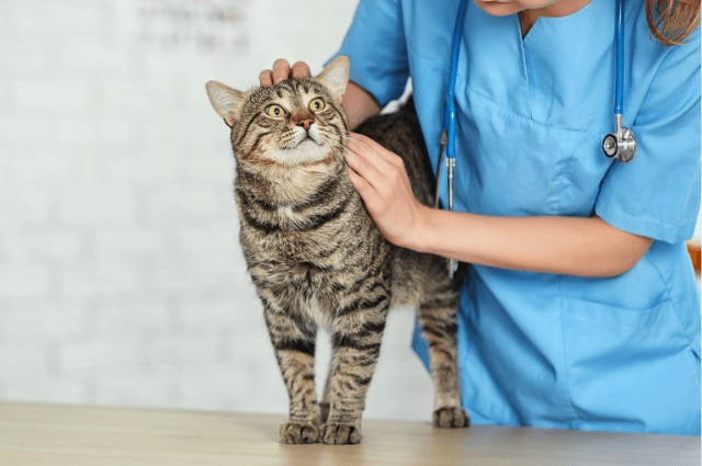 cat at vet