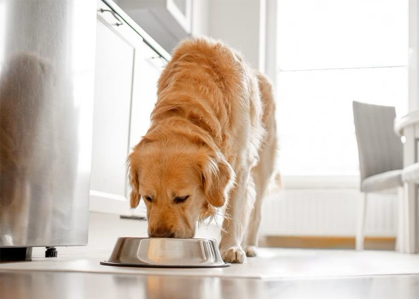 A golden retriever eating a portion-controlled meal from a stainless steel bowl.