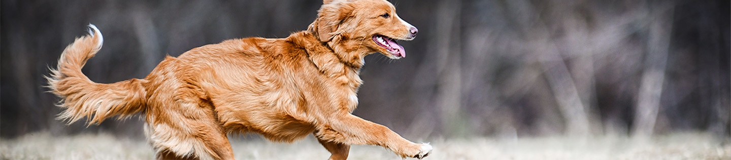 A happy and healthy dog running outdoors in the grass.