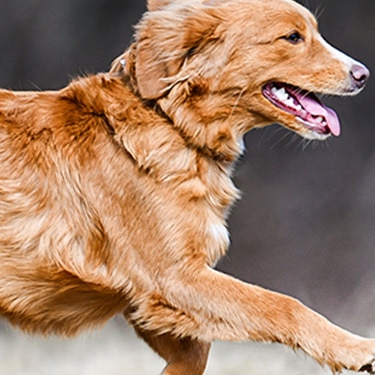 A happy and healthy dog running outdoors in the grass.