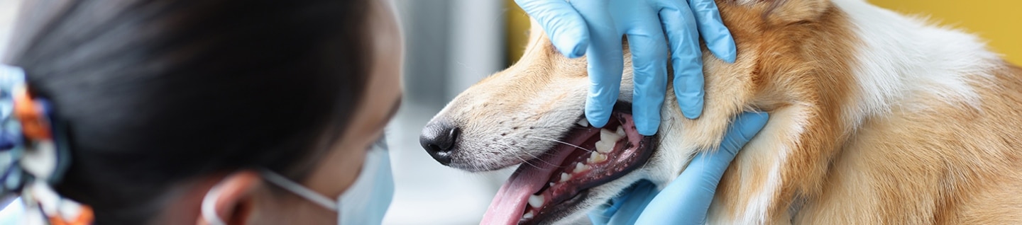 Dog dental check at vet