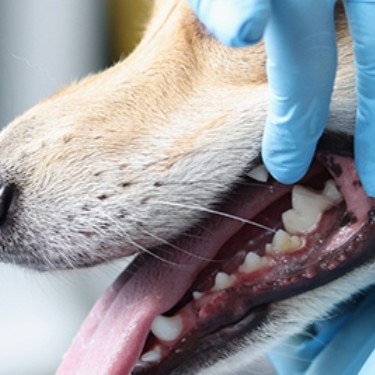 Dog dental check at vet