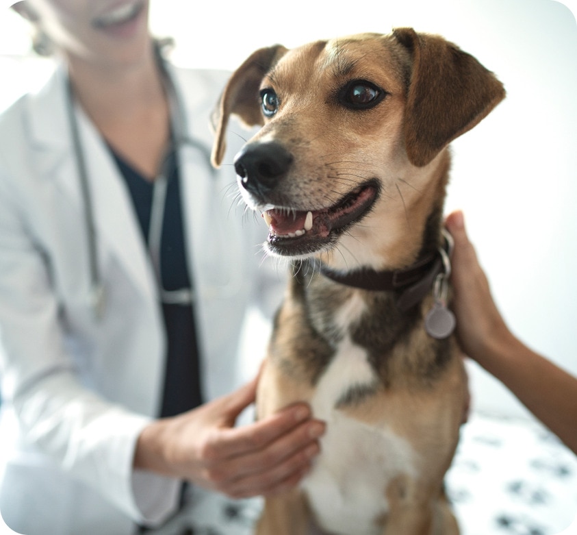 A dog with the vet