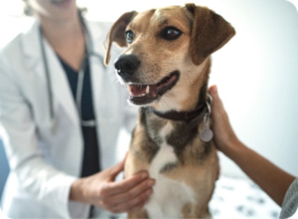 A dog with the vet