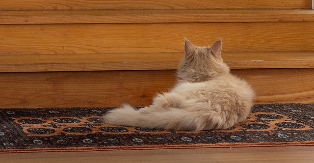 Fluffy beige cat from behind, lying on a small rug in front of a wooden furniture