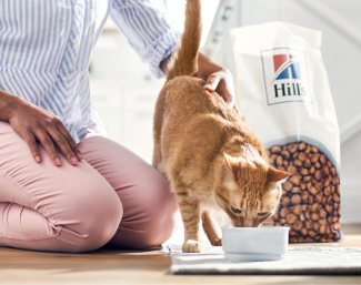 Cat eating food