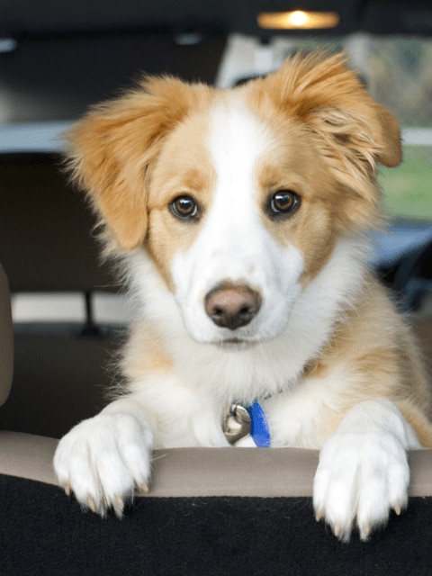 dog with ring