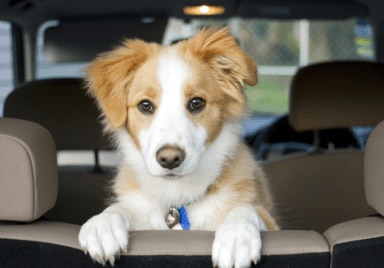 dog with ring