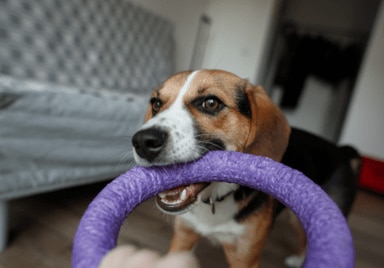 puppy