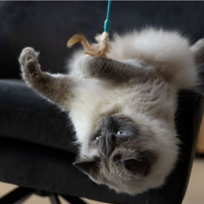 A grey cat playing with a toy on a sofa