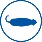 Overweight Cat Icon