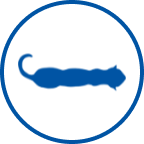 Thin cat Icon