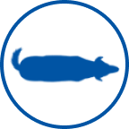 Overweight dog icon