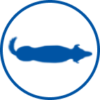 Healthy dog icon