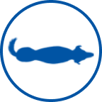 Thin dog icon