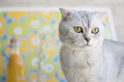 Scottish Fold is the 10th trending cat breed in Australia 