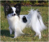 The Papillon Dog Breed