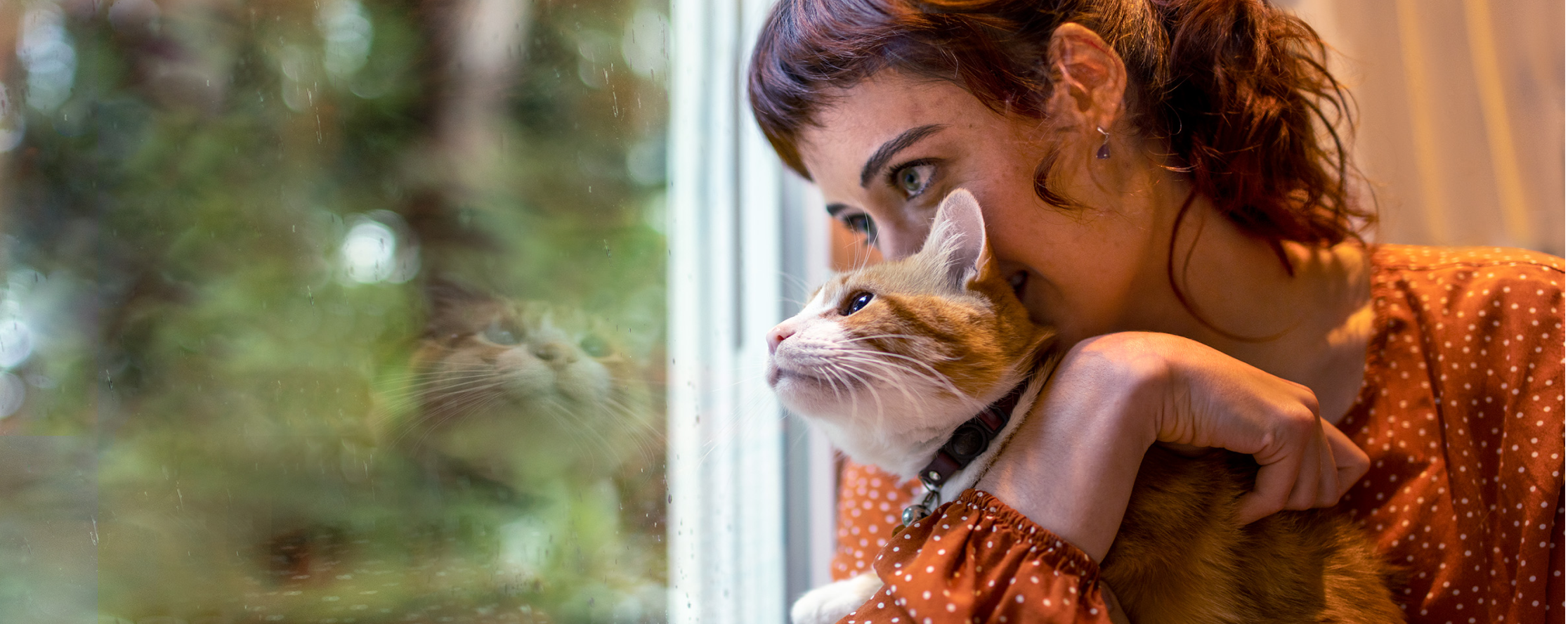 Cat on the couch with pet parent