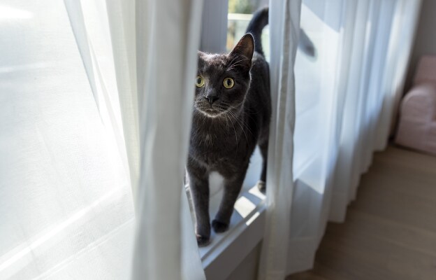 Cat peeking through the curtain on window sill