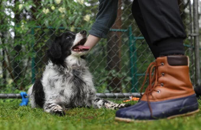 Happy small dog being pet in yard