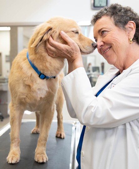 a dog and pet parent outside