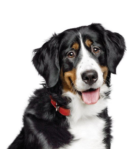 Pet food finder