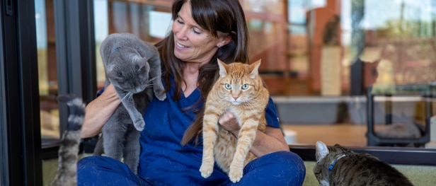 Cat Nutrition Resources